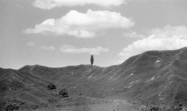 -39.028278, 177.316370